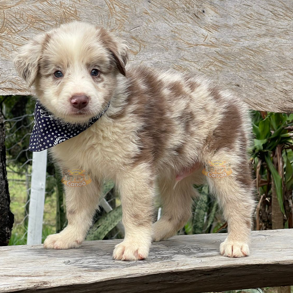 Border Amigo: Border Collie, mais que uma raça uma paixão!!!