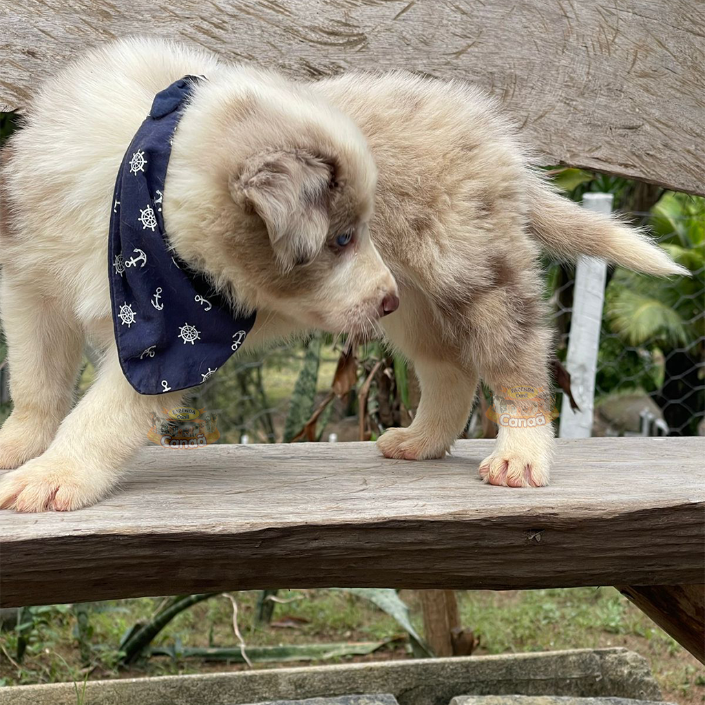 Border Amigo: Border Collie, mais que uma raça uma paixão!!!