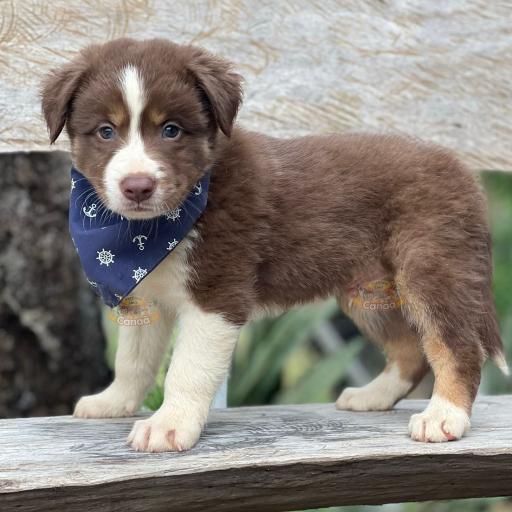 Border Amigo: Border Collie, mais que uma raça uma paixão!!!