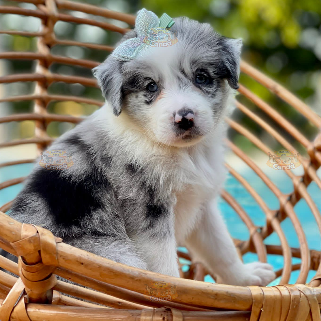 Linda ninhada de Border Collie Blue Merle tricolor