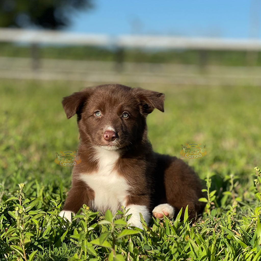 Filhotes na Cor Marrom da Raça Border Collie