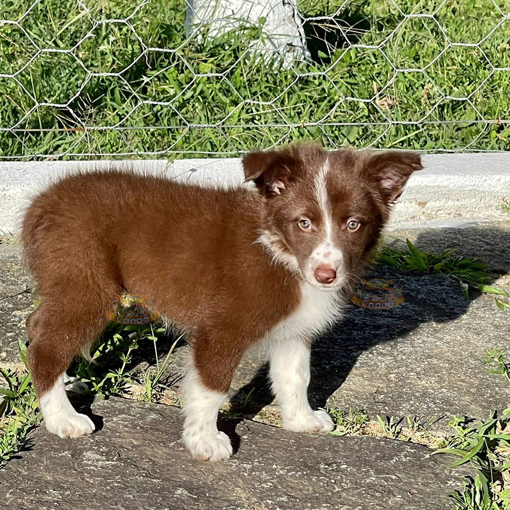 Filhotes na Cor Marrom da Raça Border Collie