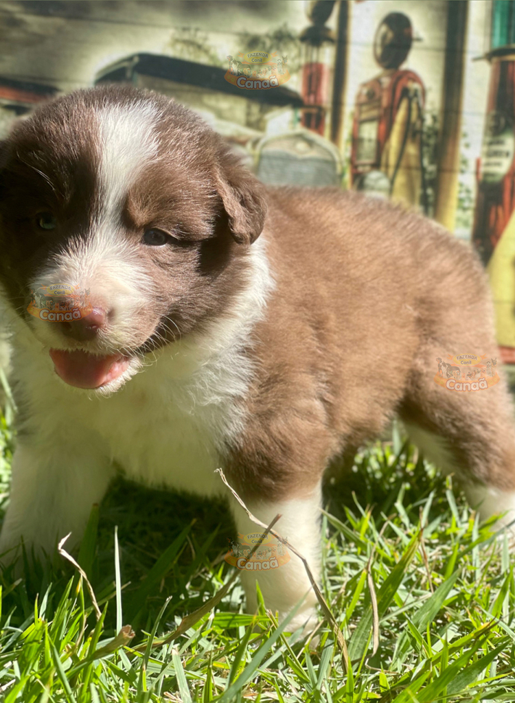 Filhotes na Cor Marrom da Raça Border Collie