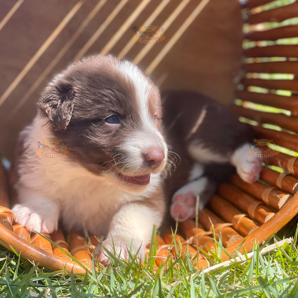 Onde comprar um filhote de Border Collie?