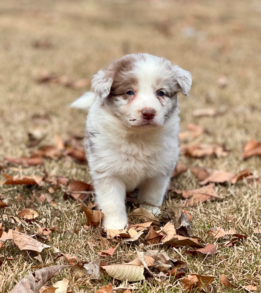 Linda ninhada de Border Collie Blue Merle tricolor