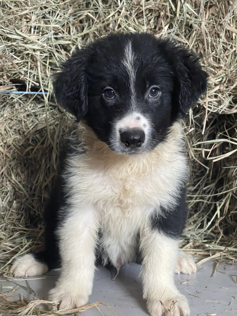 Onde comprar um filhote de Border Collie?