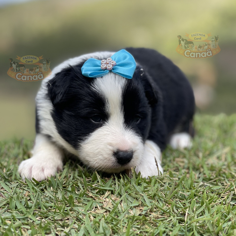 Linda ninhada de Border Collie Blue Merle tricolor