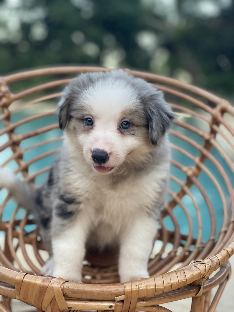 Linda ninhada de Border Collie Blue Merle tricolor