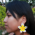 Plumeria Tropical - comprar online