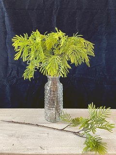 Rama de Acacia