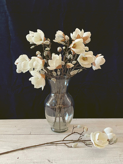 Magnolia japonesa