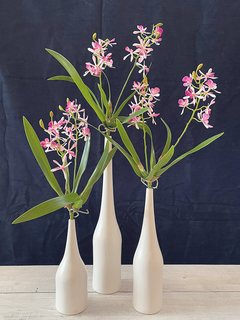 Orquidea cataleya rosa