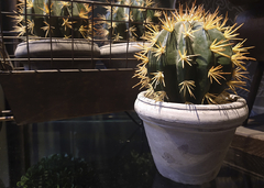 Macetita cactus mini