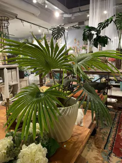 Palmera abanico en maceta