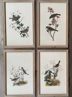 Set Cuadro Pajaro x 4