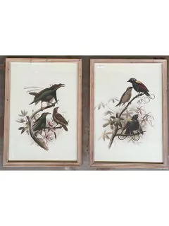 Set Cuadro Pajaro x 2