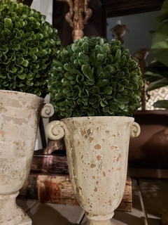 bocha boxwood chica