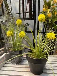 Planta de allium amarillo con maceta