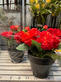 Dalia Naranja con maceta