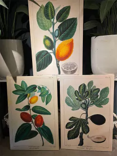 Cuadro frutal
