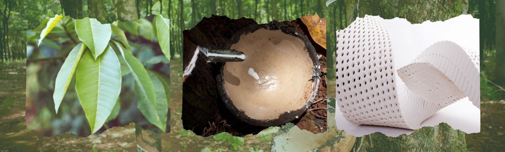 como obter látex natural