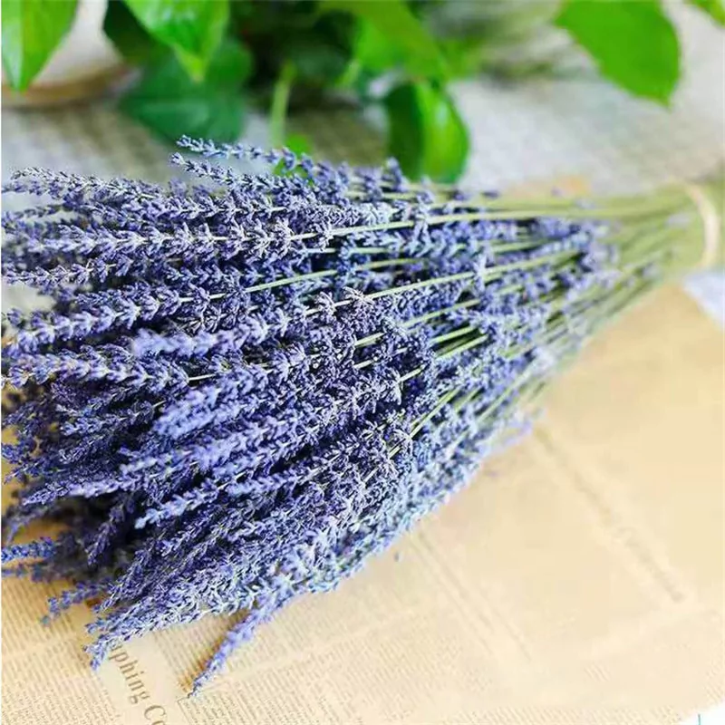 Lavanda Natural Seca - arien | ressignifique seu lar