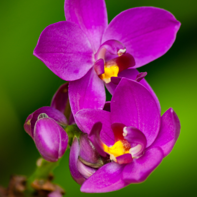 Muda de Orquídea Grapete - Comprar em Alfe Verde