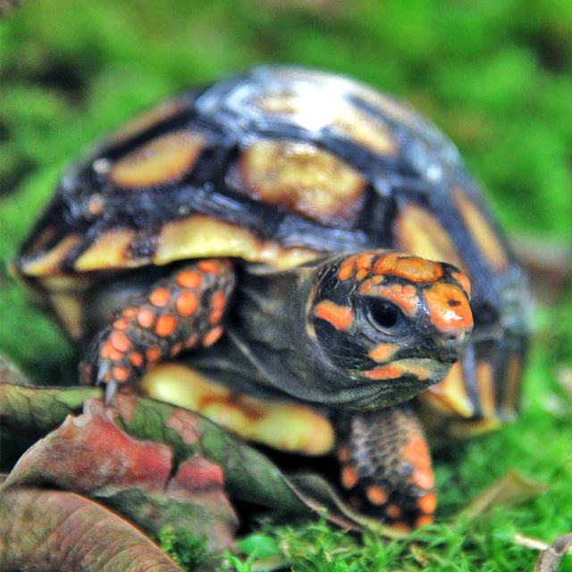 COMPRAR FILHOTE DE JABUTI PIRANGA COMPRAR FILHOTE DE JABUTI PIRANGA