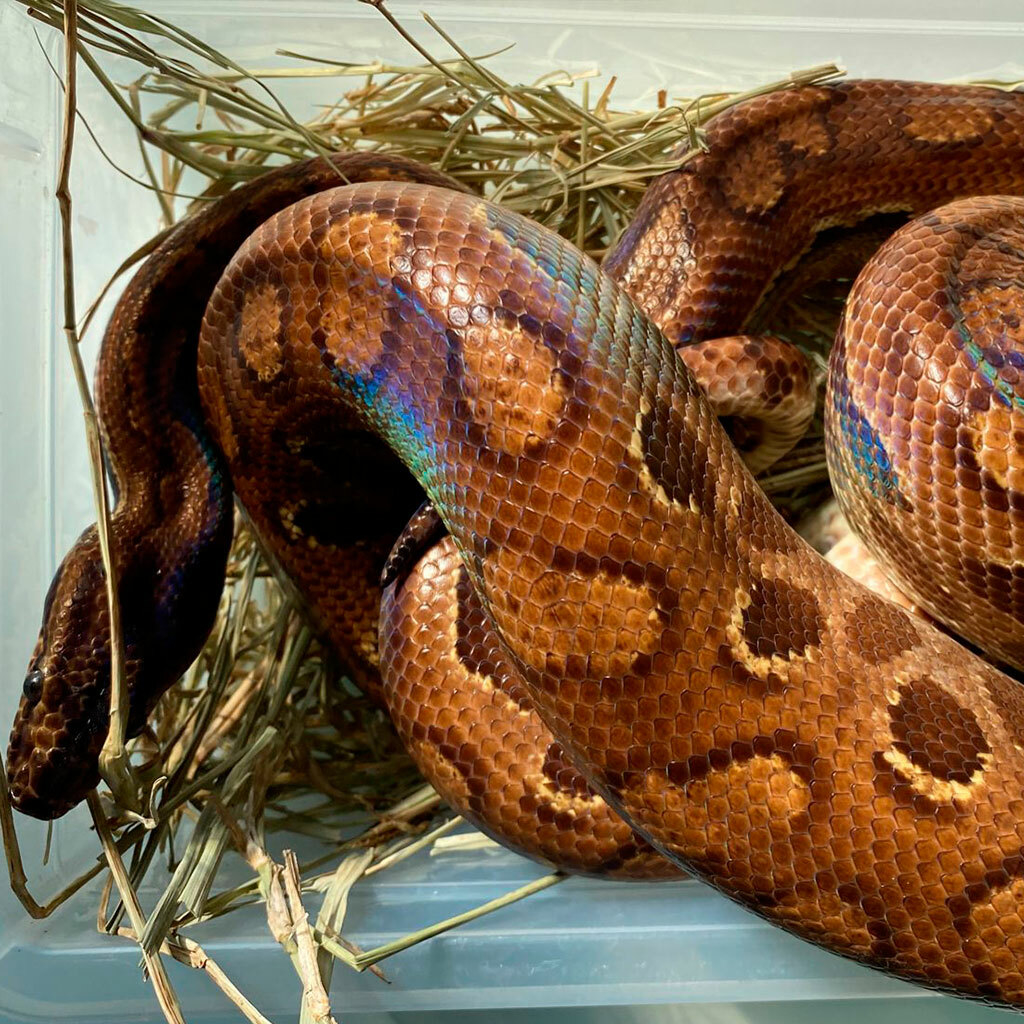 Cobra arco-íris 'mansa' chama a atenção em zoo nos EUA