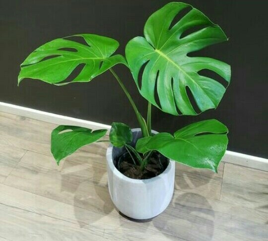 Monstera - Comprar en vivero mar del plata