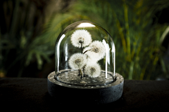 Bosque dúctil diente de león - comprar online