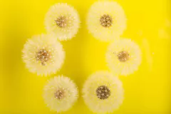 Cuadro Diente de león Borde circular - comprar online