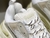 Tênis BALENCIAGA Triple S na internet