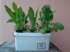 MINI HUERTA HIDROPONICA