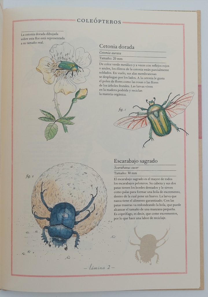 Inventario ilustrado de insectos - Instrumentia Inventario ilustrado de insectos - Instrumentia