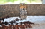 Carrusel CATU Antiques