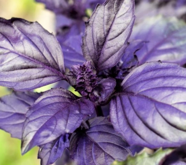 Plantín de Aromática: Albahaca Morada