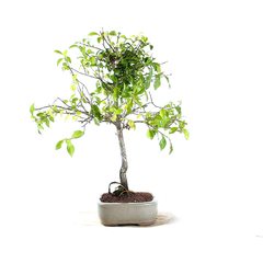 Bonsai Mini Caqui 7 anos - comprar online