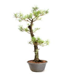 Pré-Bonsai Pinus Elliottii 23 anos - O Bonsai