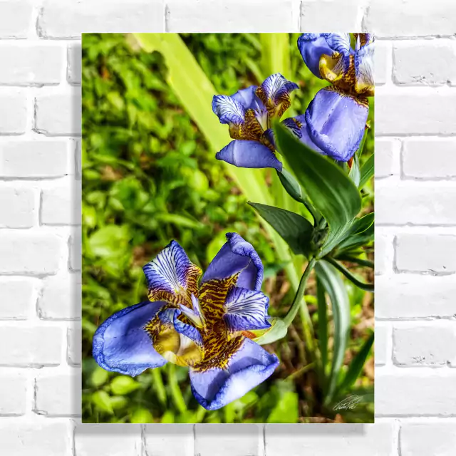 Quadro Decorativo Flor Iris Azul