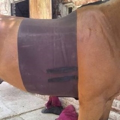 Faja Elastica para caballos