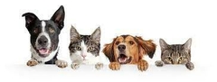 Banner da categoria Cães e Gatos