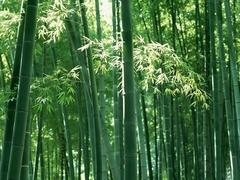 Bambu gigante del delta - tienda online