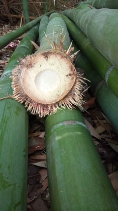 Bambu gigante del delta - comprar online