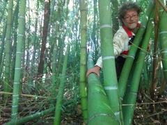 Bambu gigante del delta - tienda online