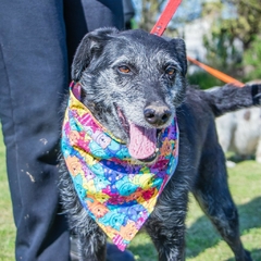 Bob Marley - Adoptá un camperito - No compres perritos
