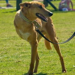 Chikito - Adoptá un camperito - No compres perritos