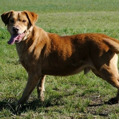 Colo Diego