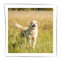 Juancito - Adoptá un camperito - No compres perritos