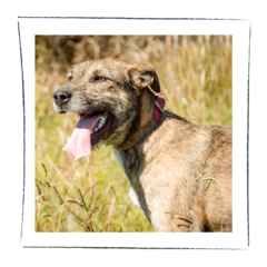 Loreley - comprar online